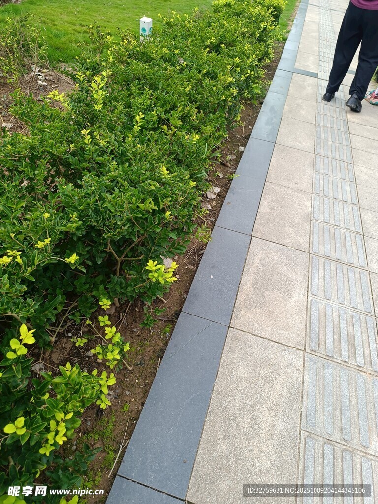 人行道旁绿意盎然的植物