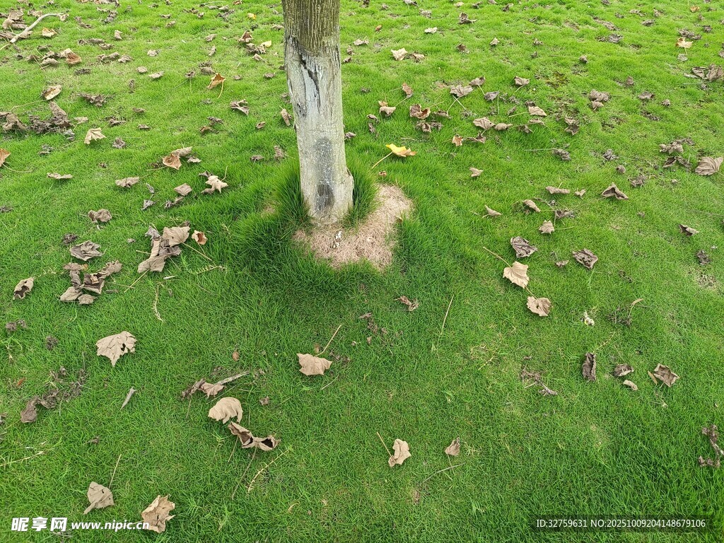 树下草地落叶景象