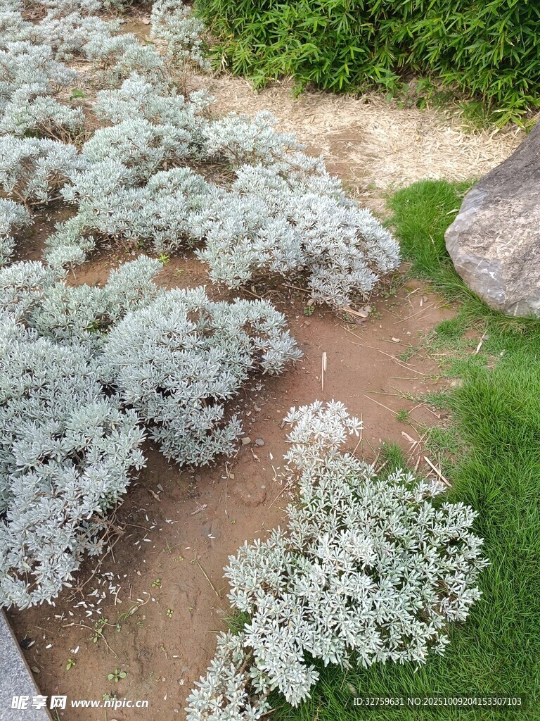 银叶菊植物景观
