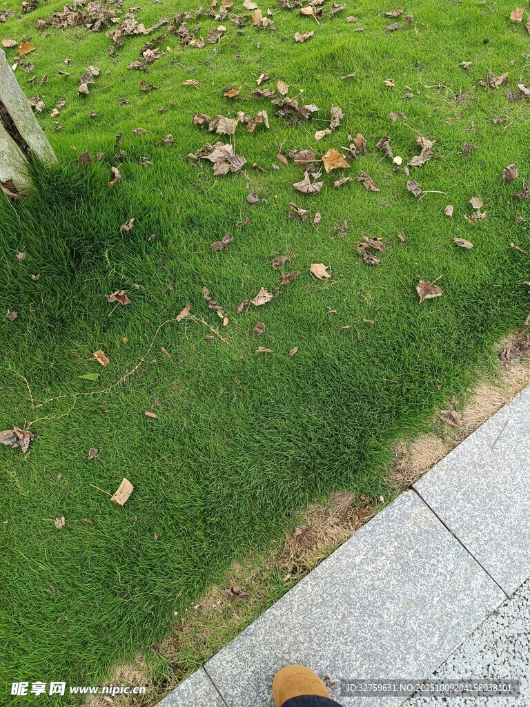 草地旁的人行道与落叶