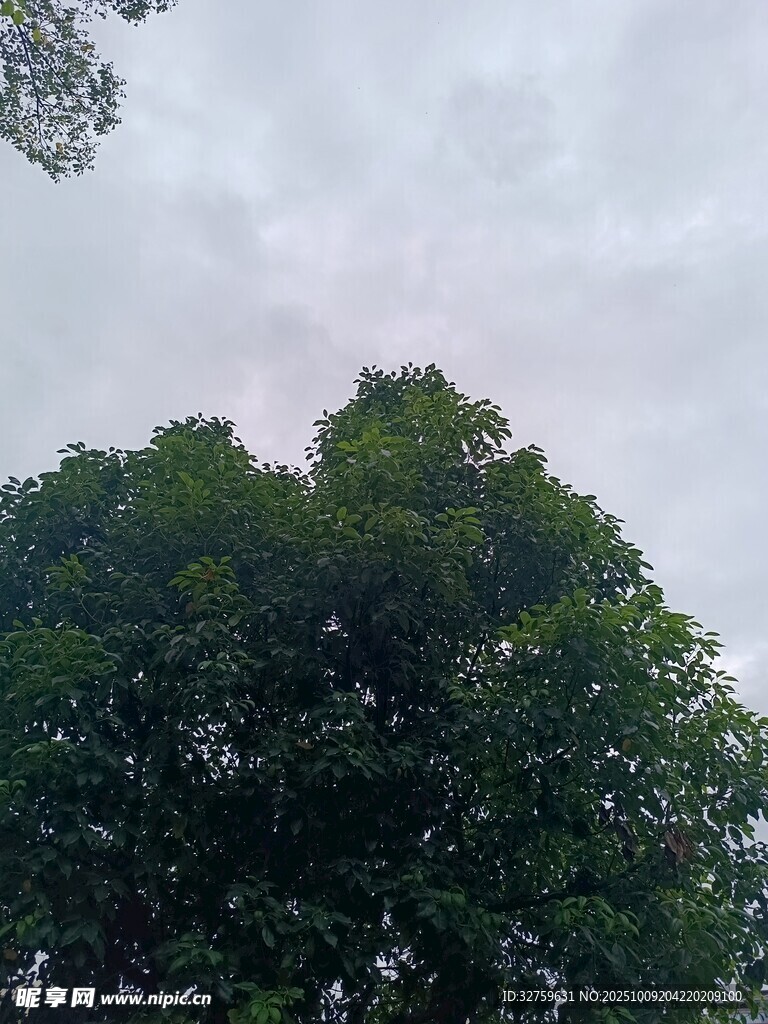 绿树映灰天的自然景致
