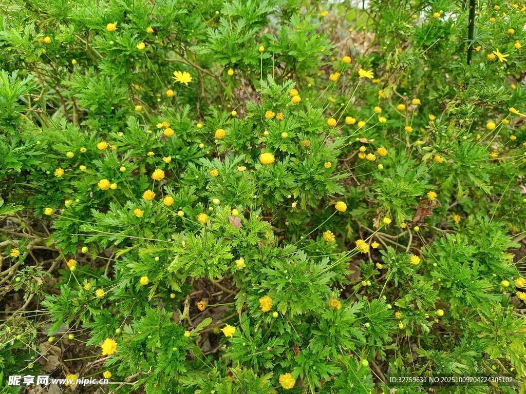 绿意盎然的黄色小花田