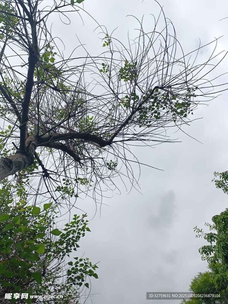 枯树新绿