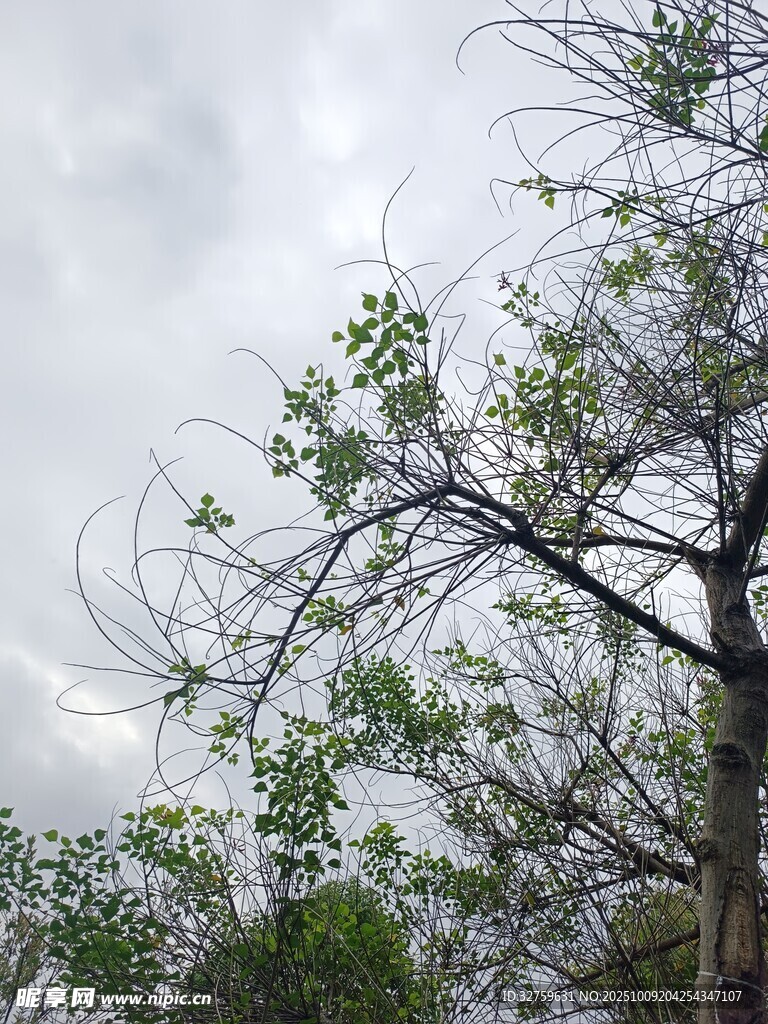 天空下的光秃树木