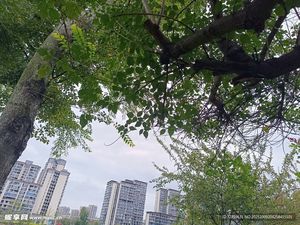 城市中繁茂绿树与高楼