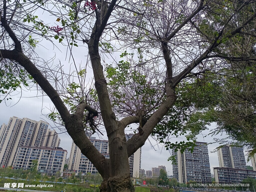 城市中绽放花朵的大树
