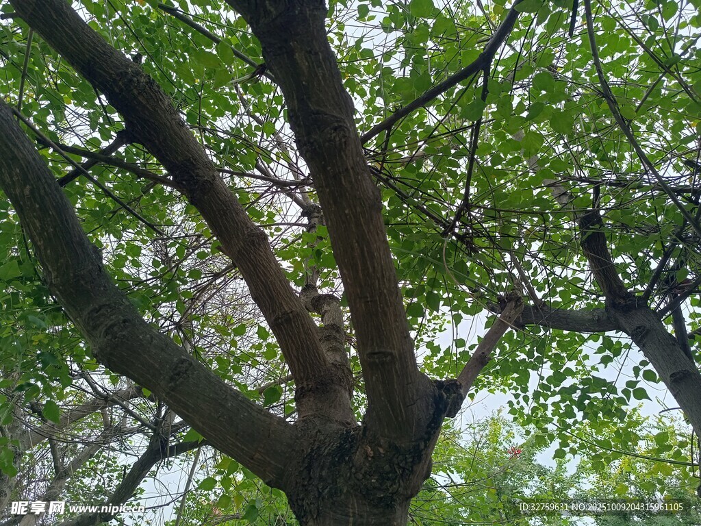 繁茂大树枝叶绿意盎然