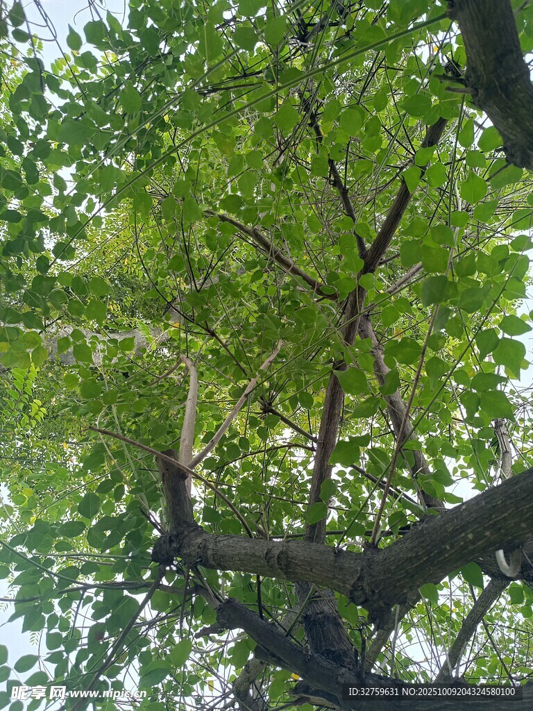 仰视繁茂绿树树冠