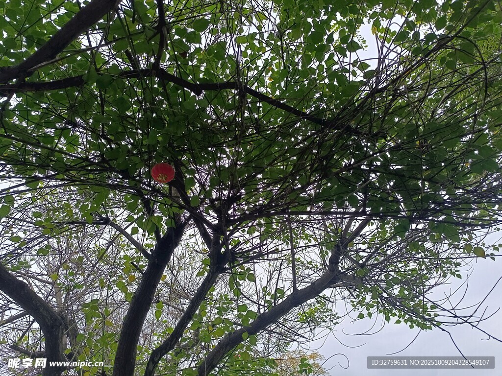枝头红果隐于绿叶间