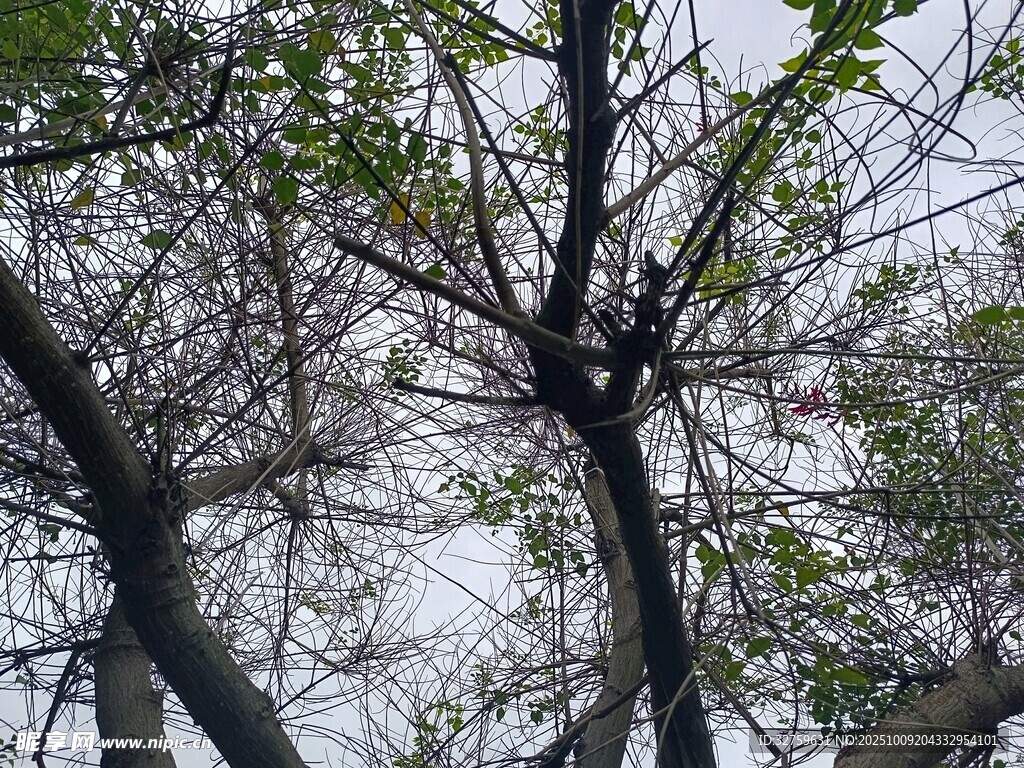 树枝交错的自然景象