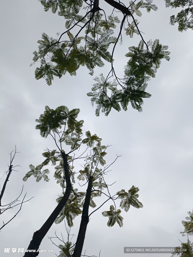 仰视天空中的繁茂树枝