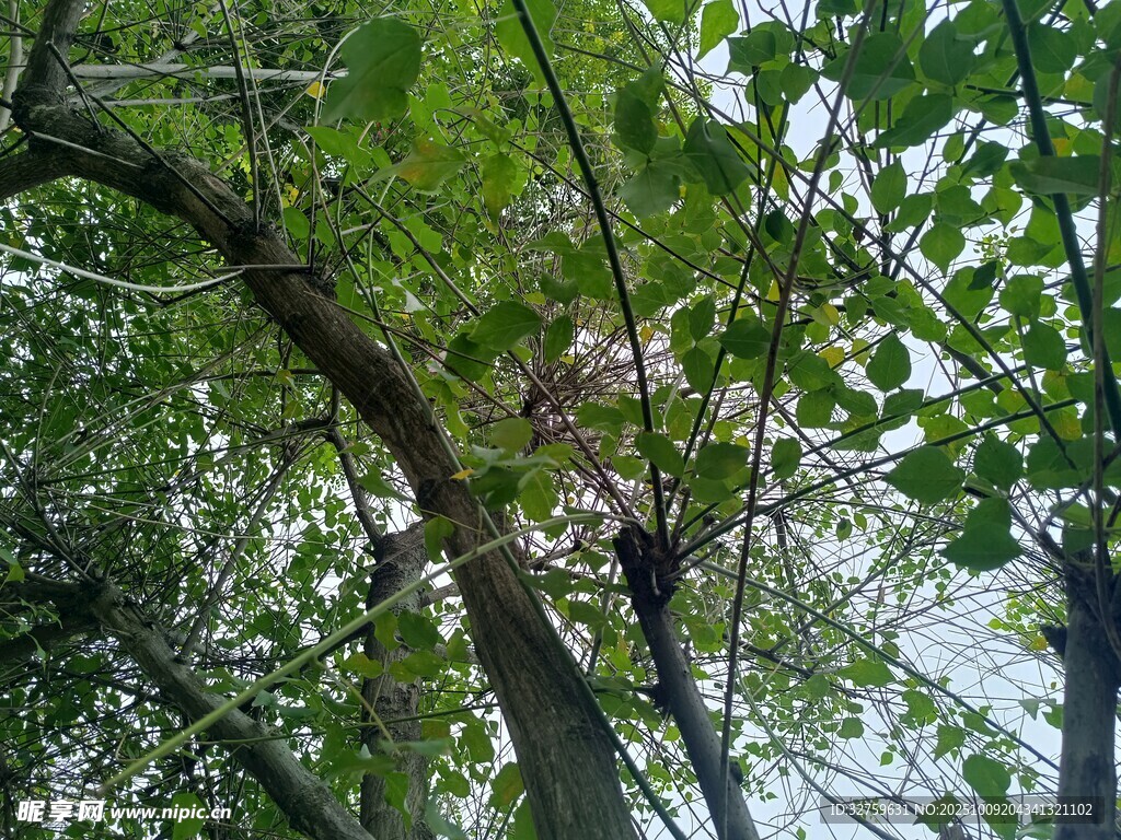 绿叶间的鸟巢