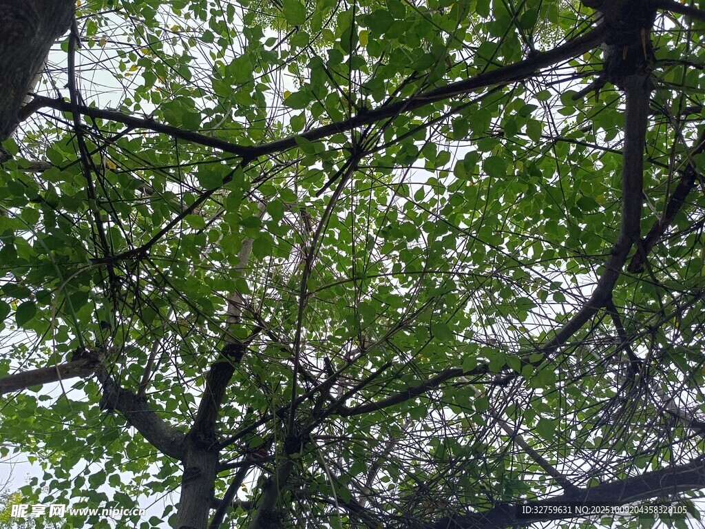 仰视繁茂树枝与绿叶