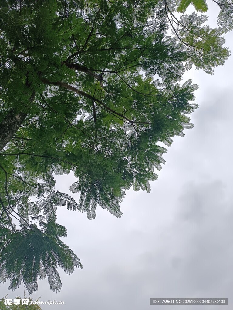 仰视树冠下的灰白天空