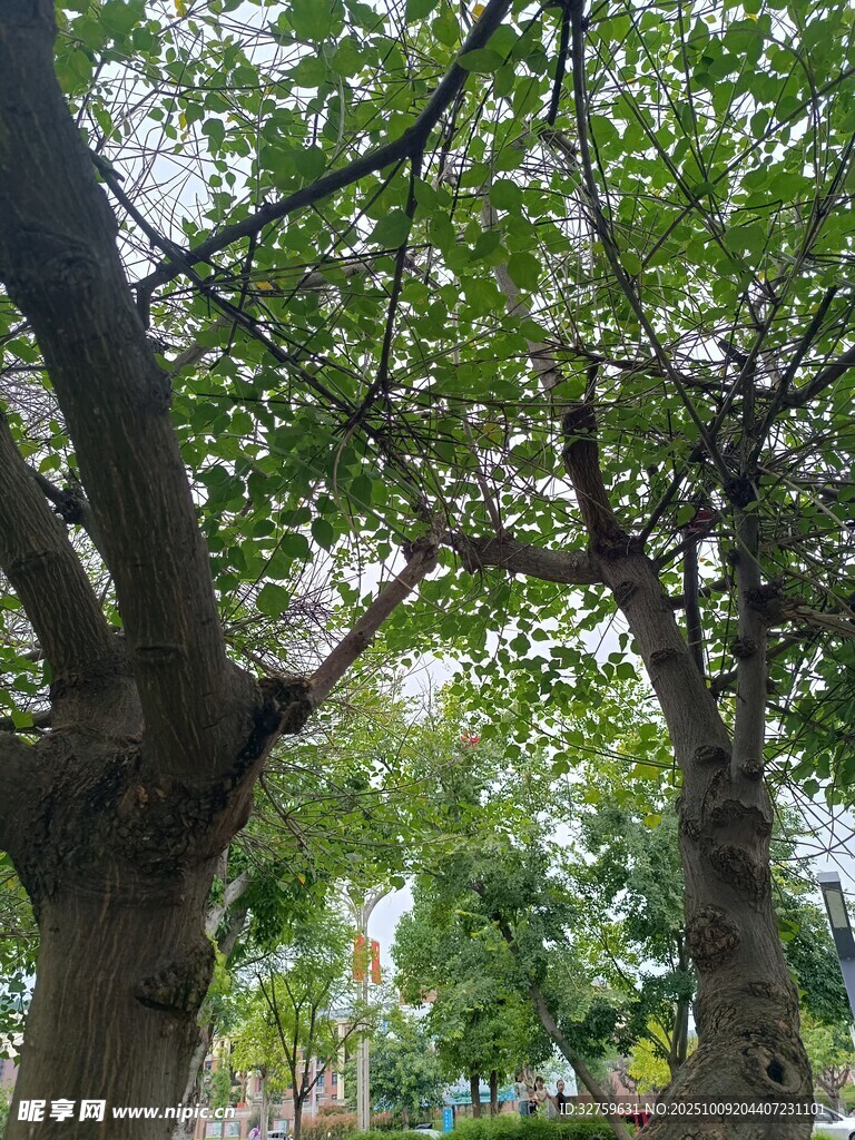 繁茂大树下的绿意景致