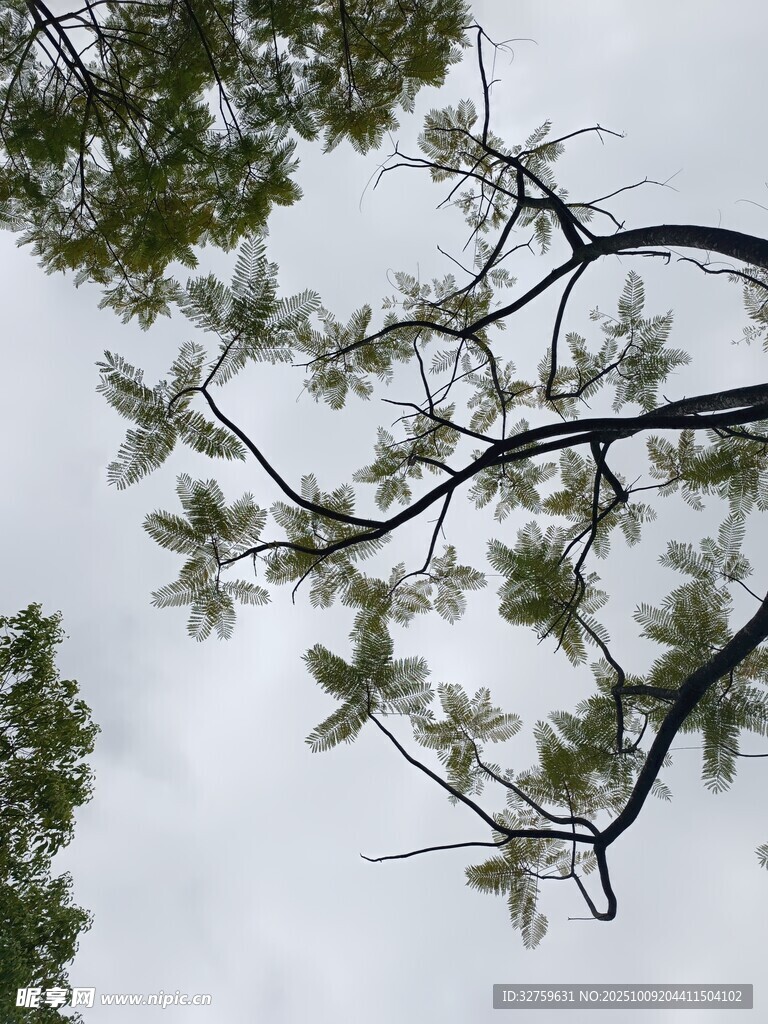 树枝上的绿叶与天空