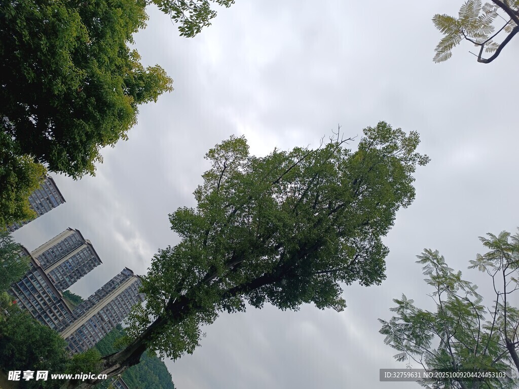 高耸绿树与建筑相映成趣