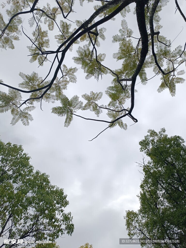 仰视繁茂树枝与天空