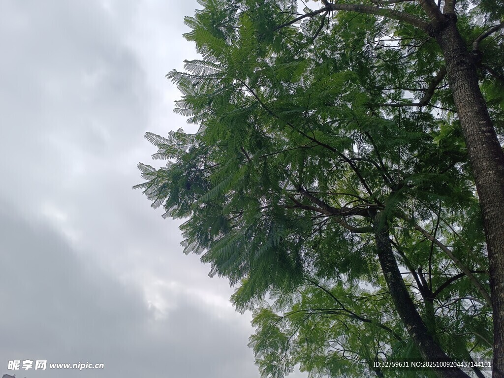 阴天里的繁茂绿树
