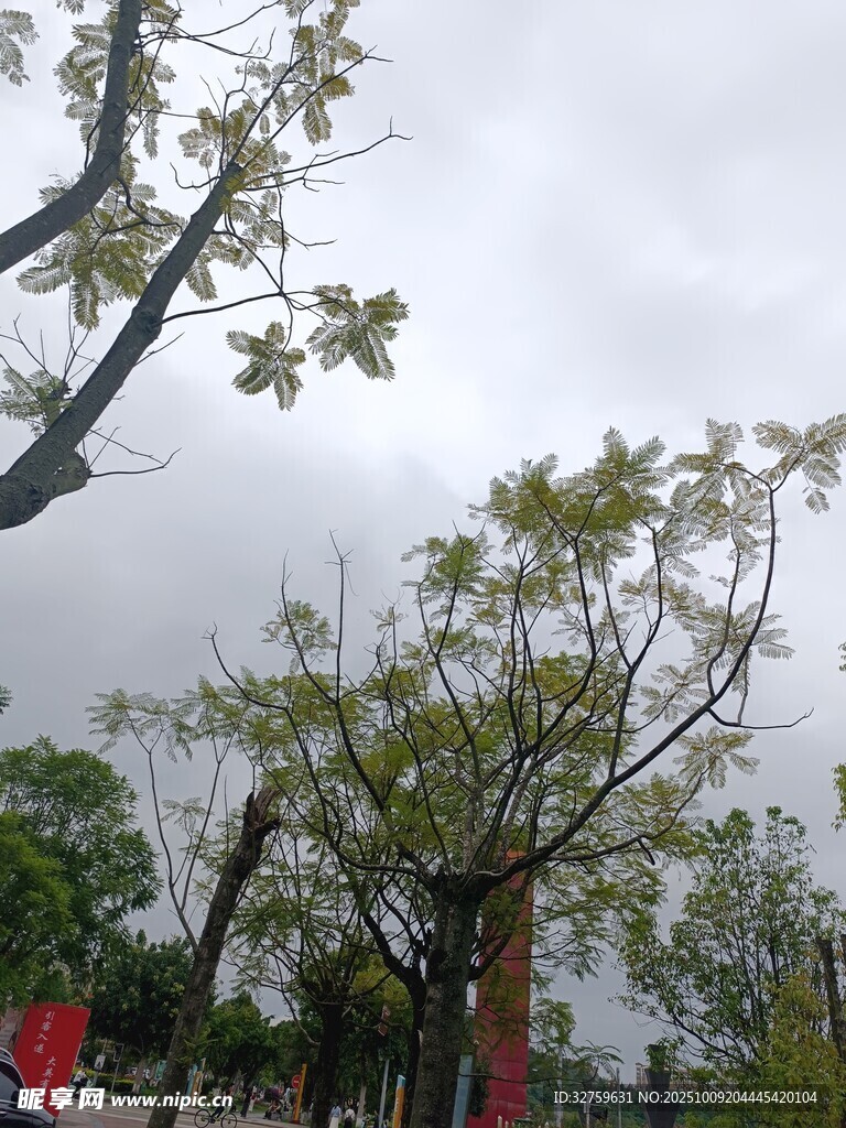 户外树木景观