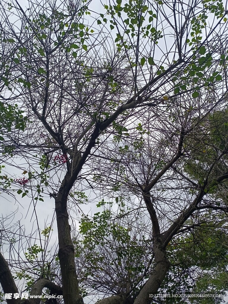 雪覆树枝的冬日景致
