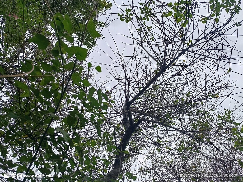 枝头绿意与枯木交织景象