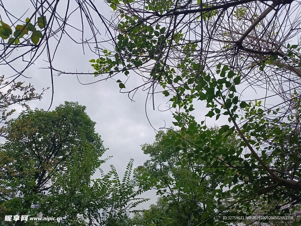 仰视茂密树林枝叶景观