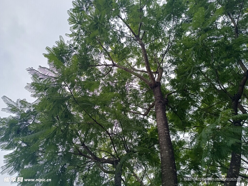 挺拔树木展现自然生机