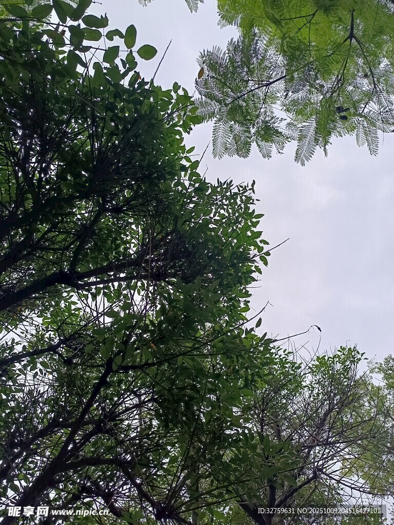 仰视茂密树林绿意盎然