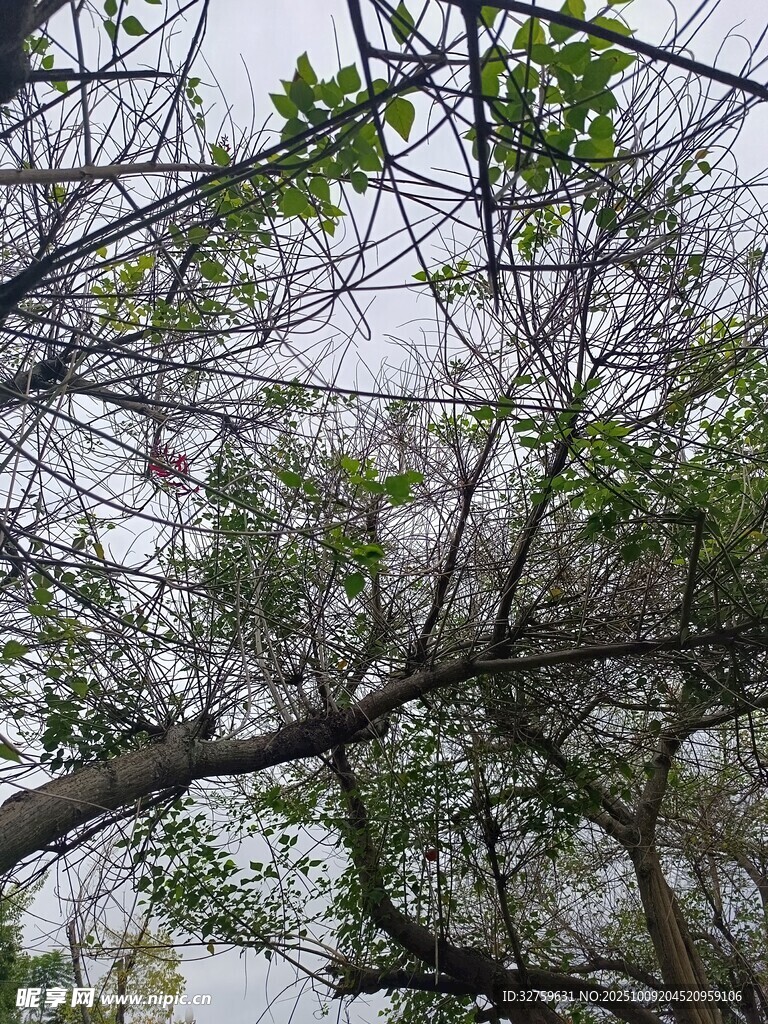 树枝交错的绿意景象