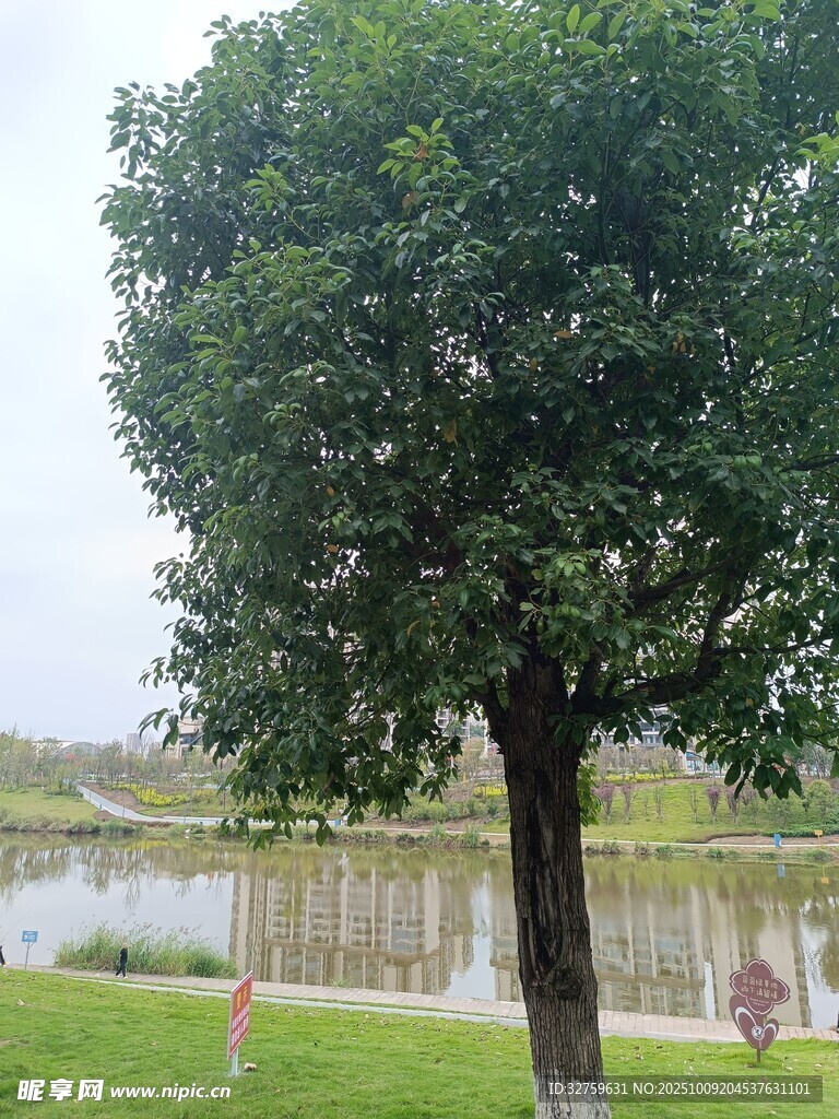 湖畔绿树