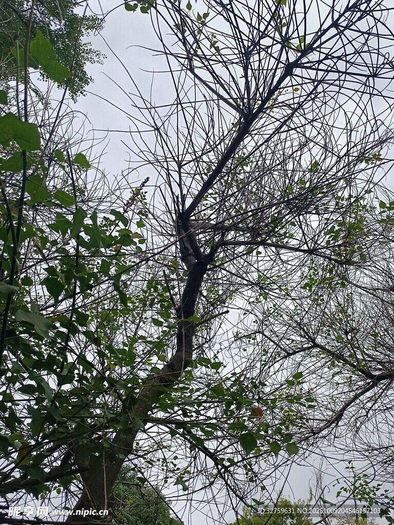 雨中枯树与绿叶