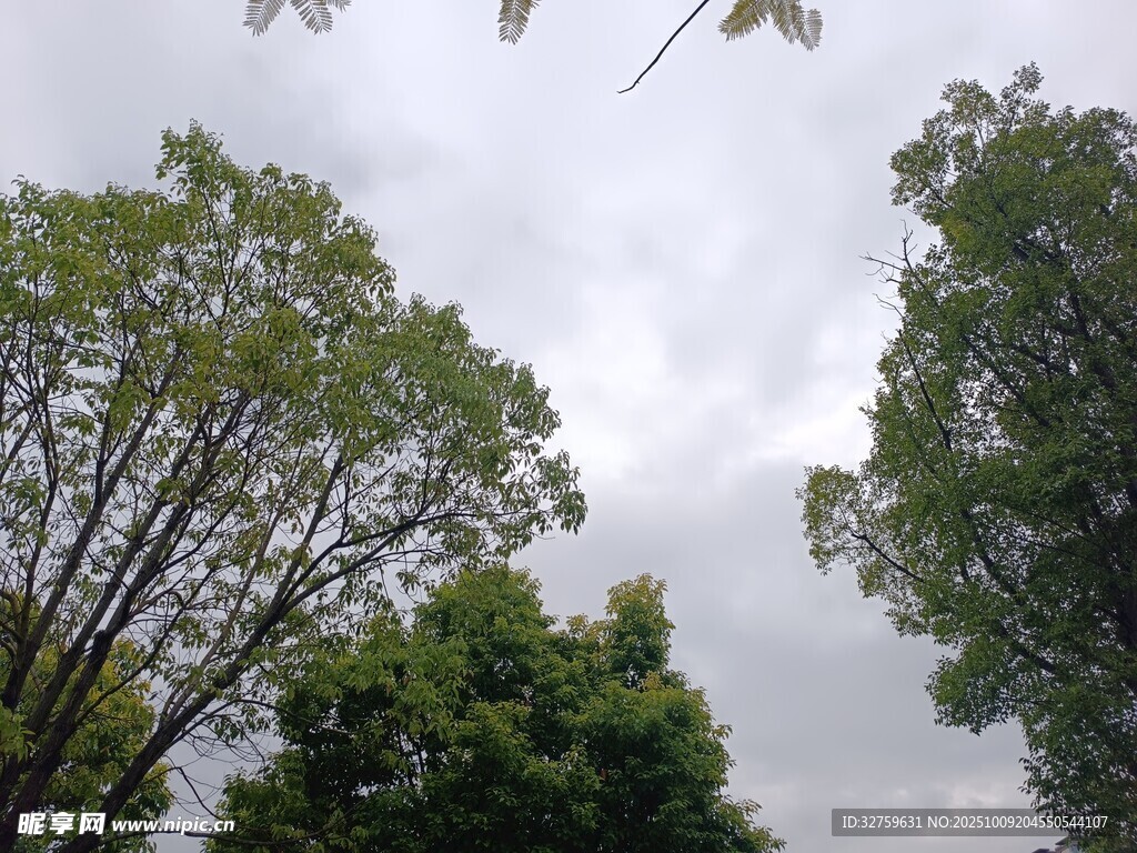 绿树映灰天的自然景致