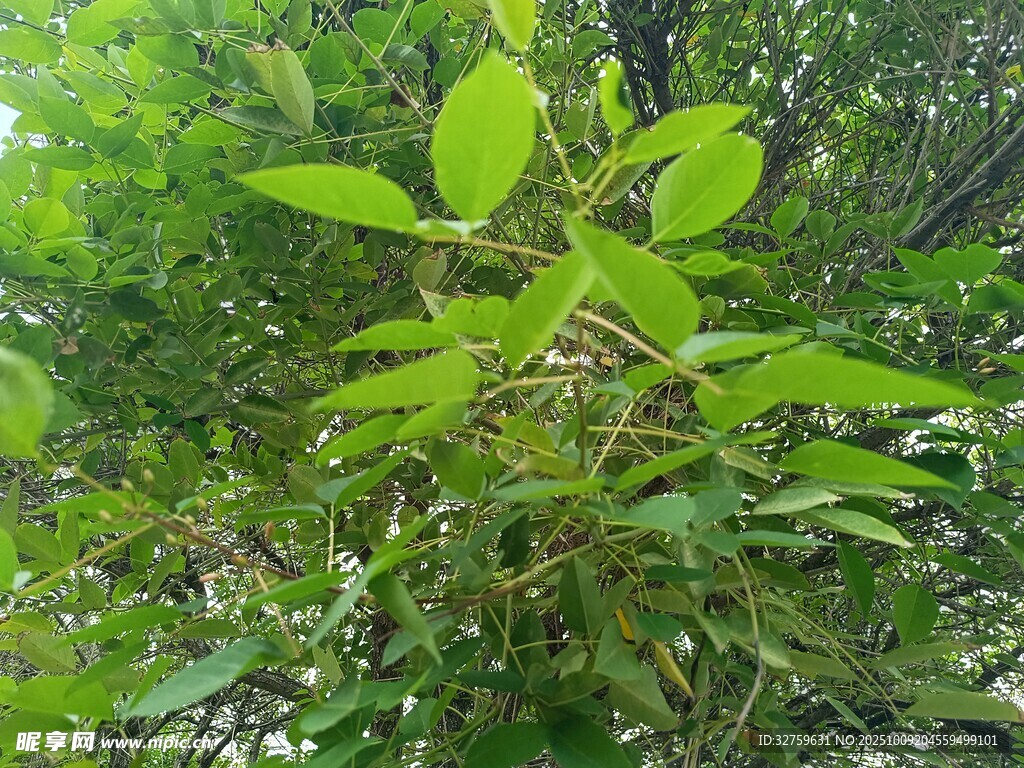 绿意盎然的繁茂植物