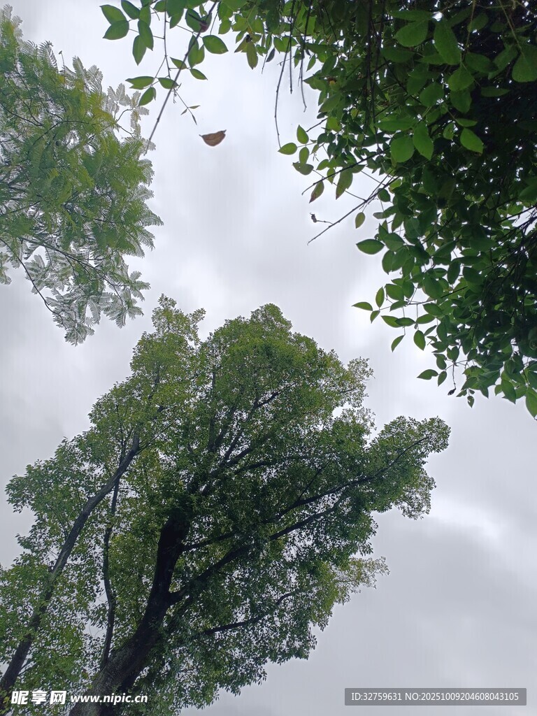 仰视葱郁树木与朦胧天空