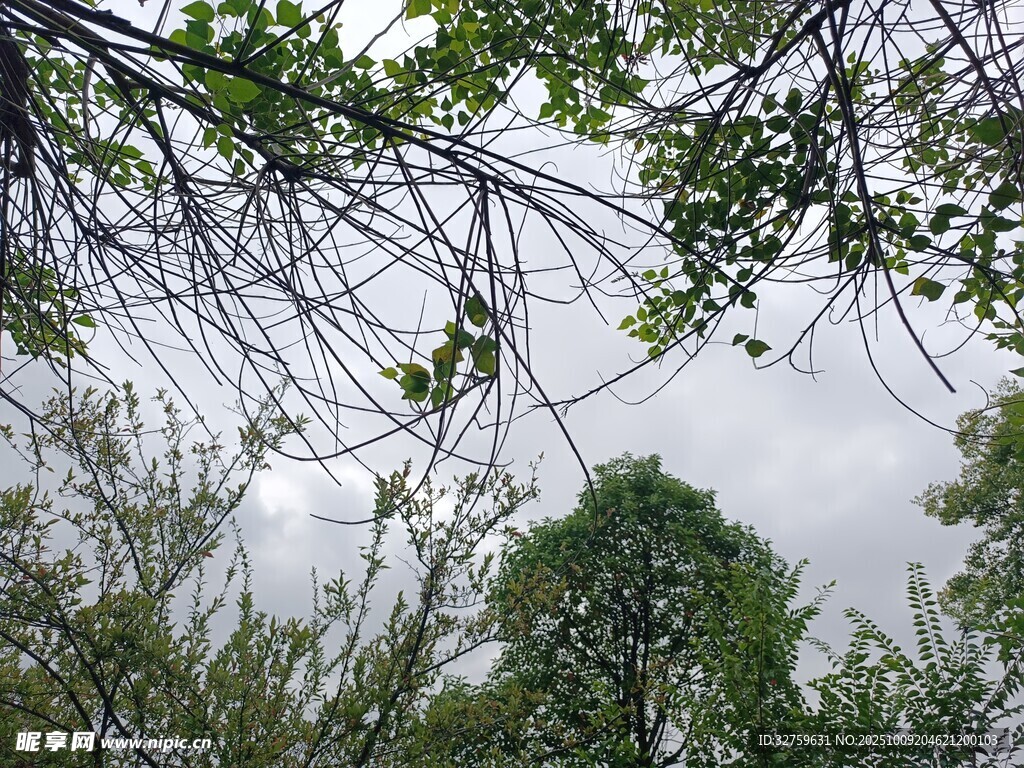 仰视林间枝叶与天空