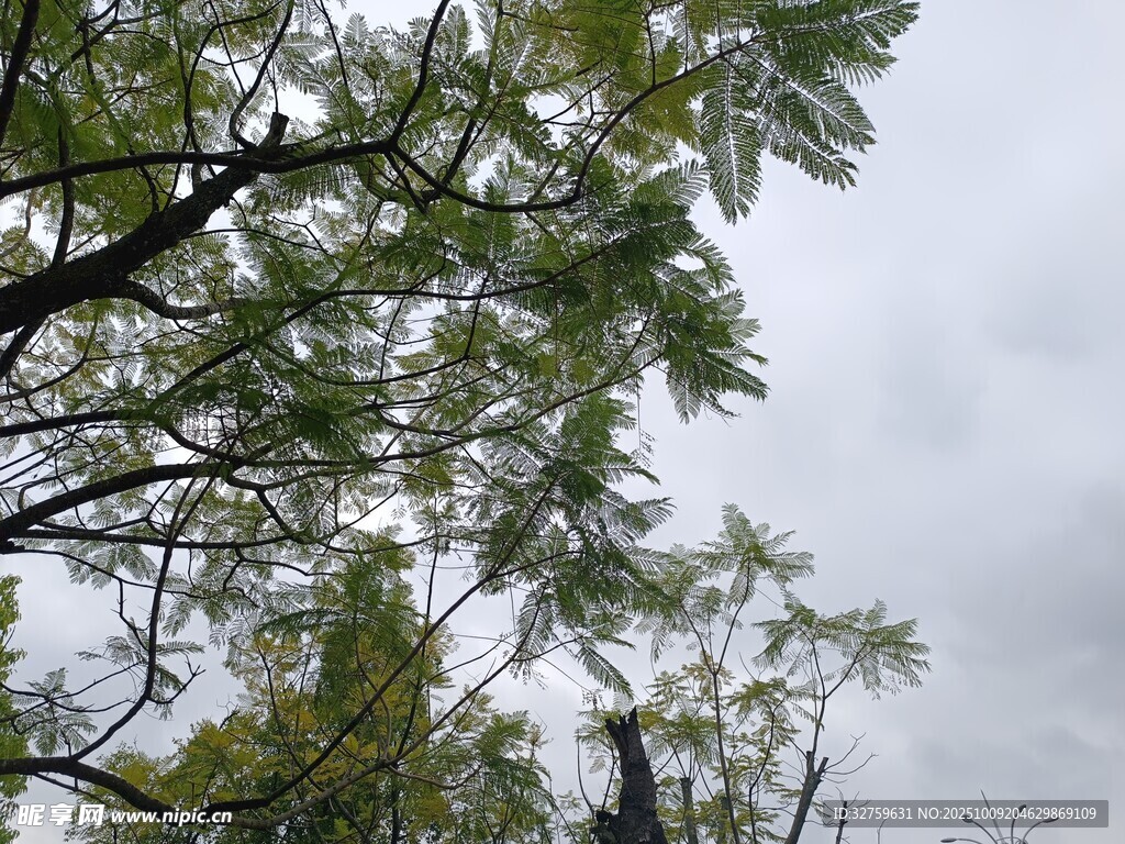 仰视繁茂枝叶与阴沉天空