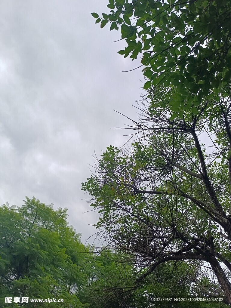 阴天中的绿树景象