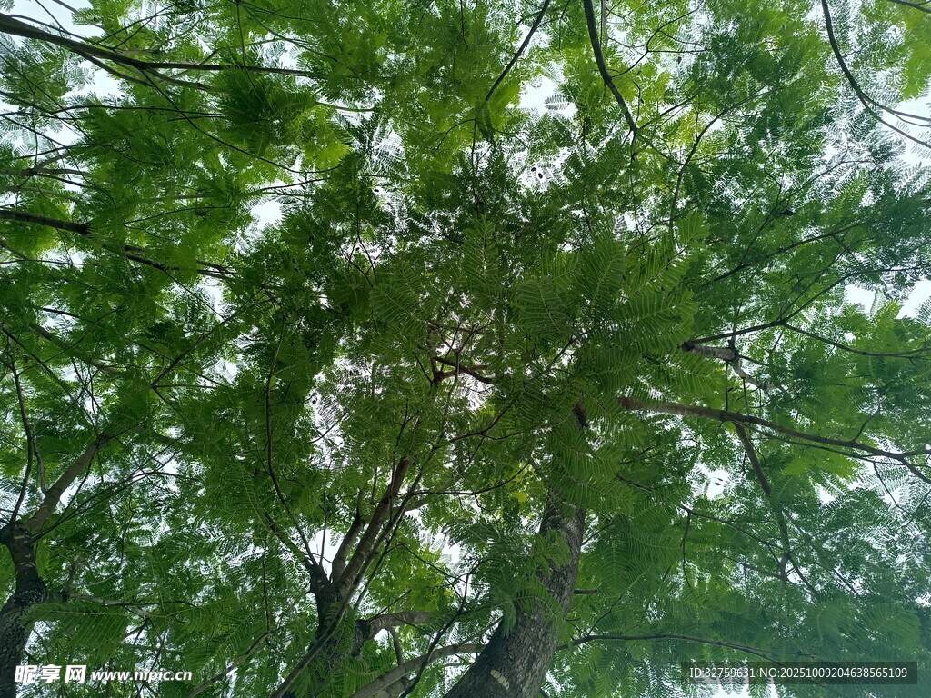 仰视葱郁树冠