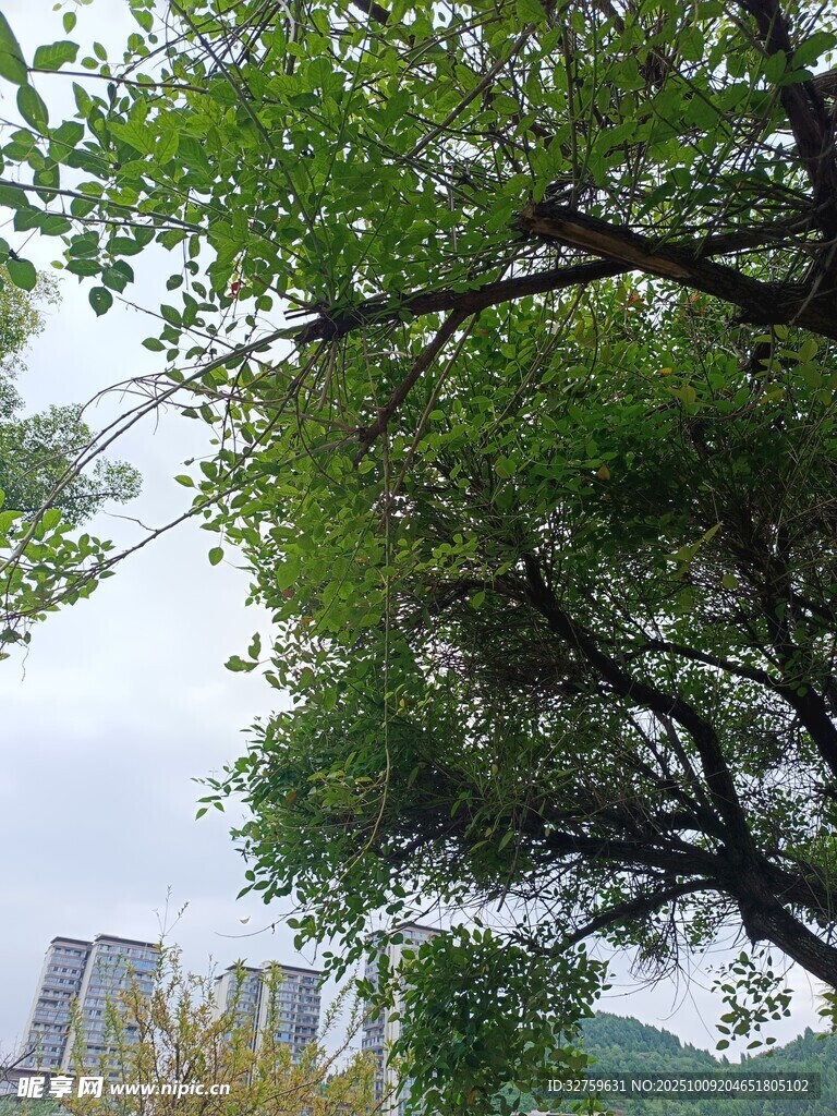绿树掩映下的城市景致