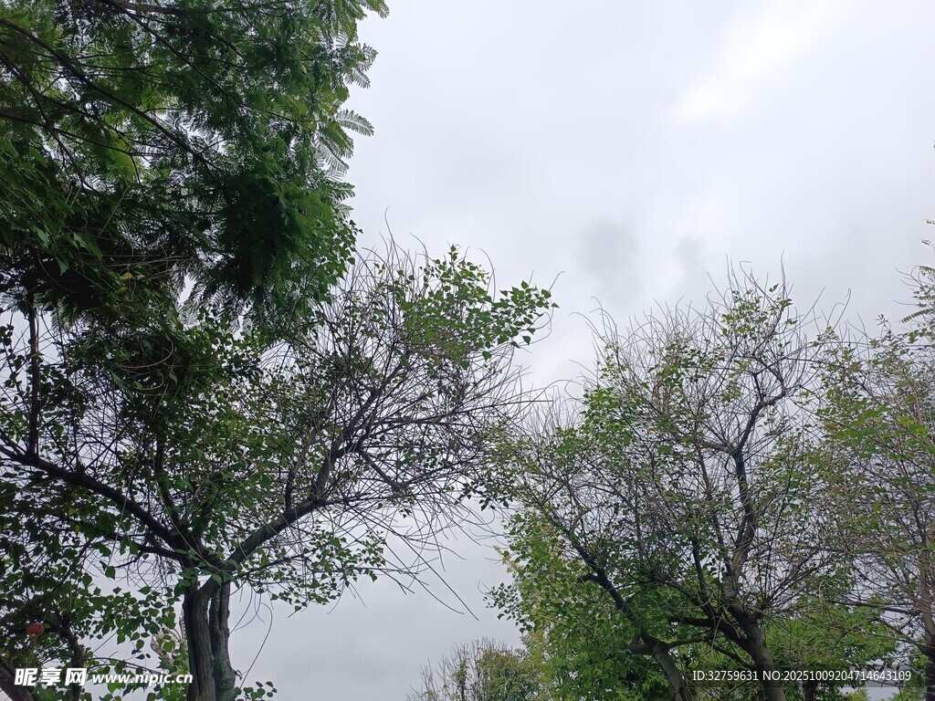 户外绿树景致