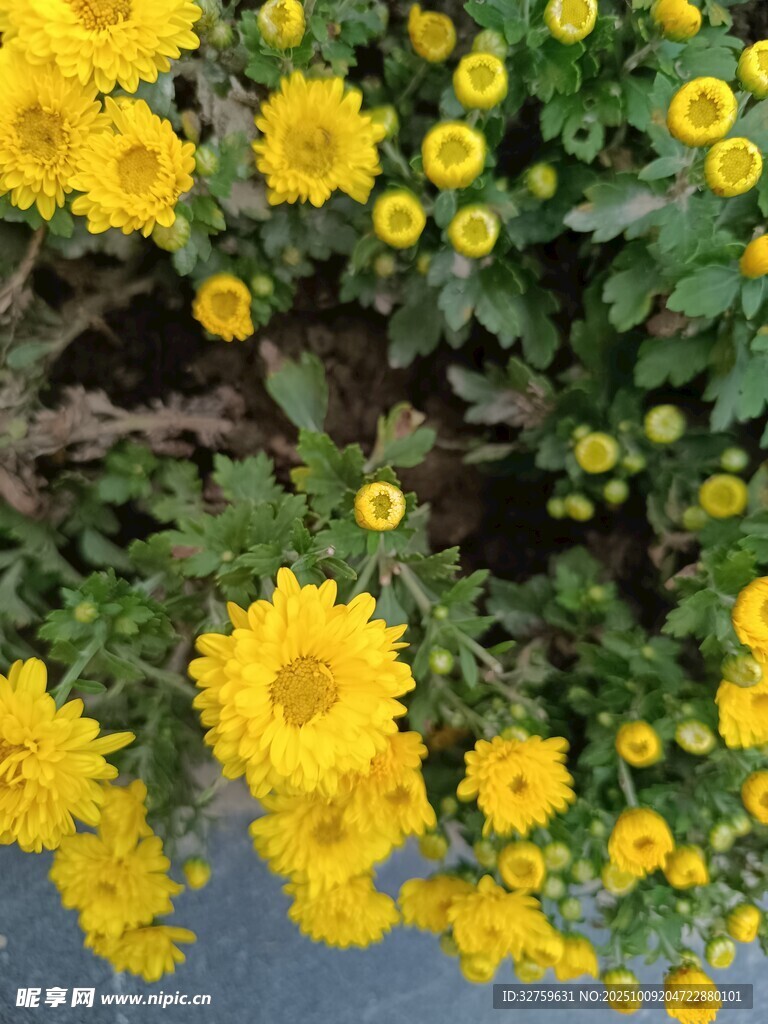 金黄小菊花绽放