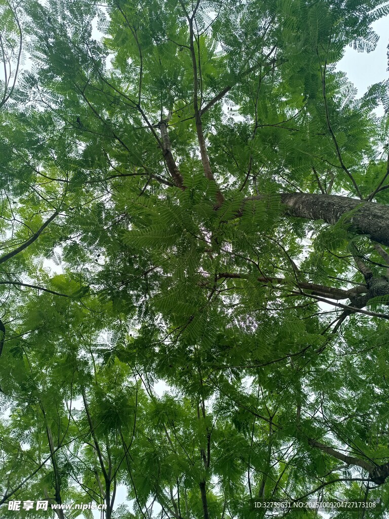 仰视繁茂绿树树冠