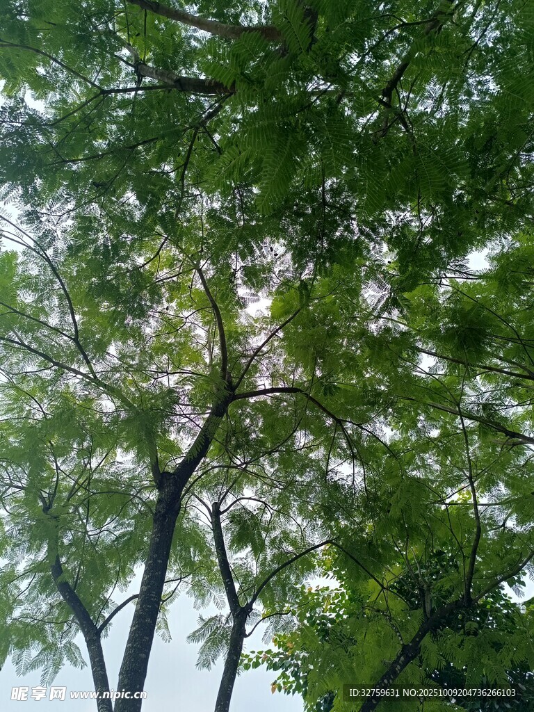 仰视葱郁树冠