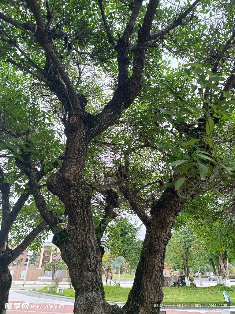 繁茂大树下的宁静景致