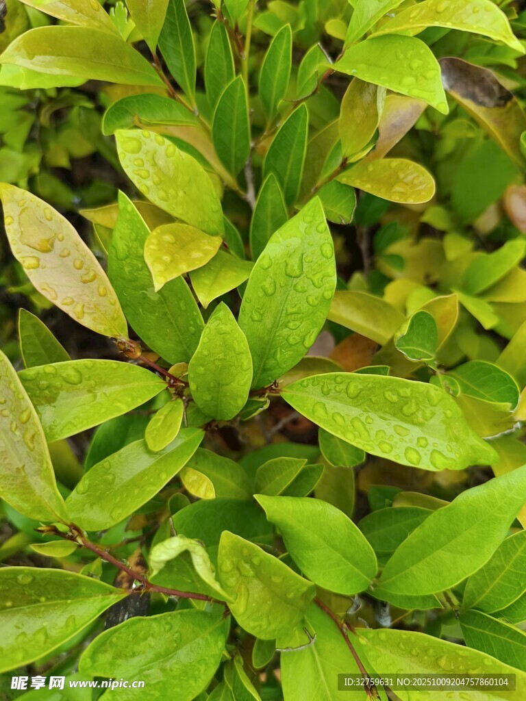 嫩绿叶片特写