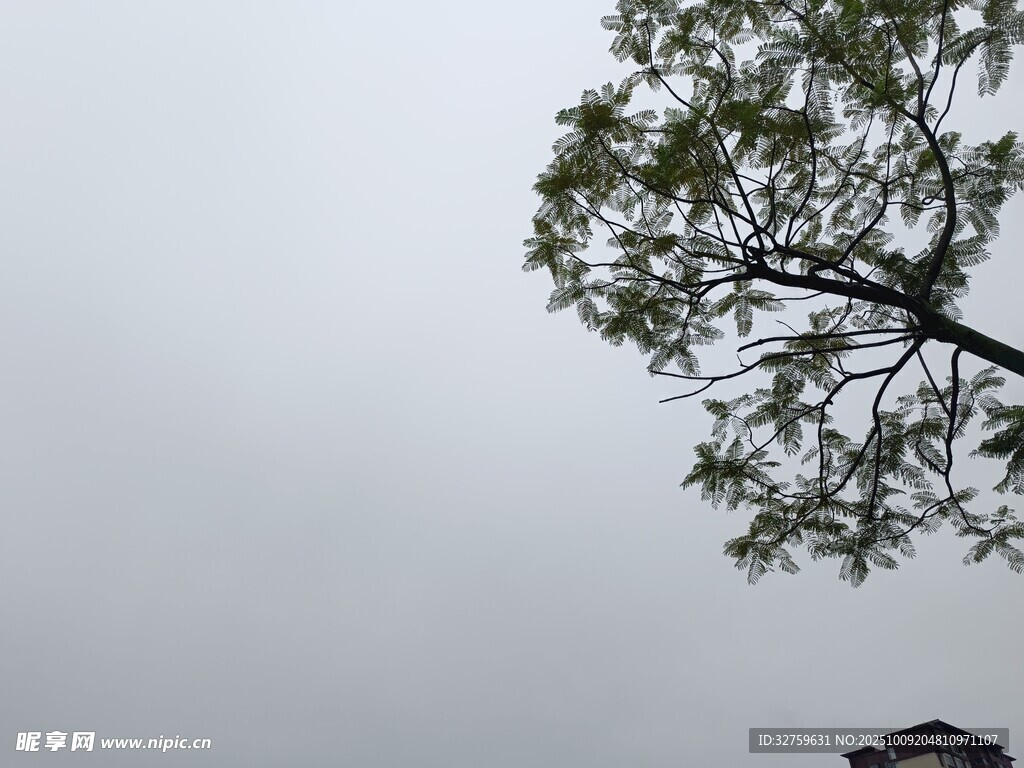 仰视视角下的树木与天空
