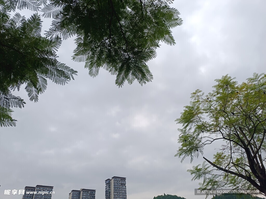 城市绿树与高楼的景致