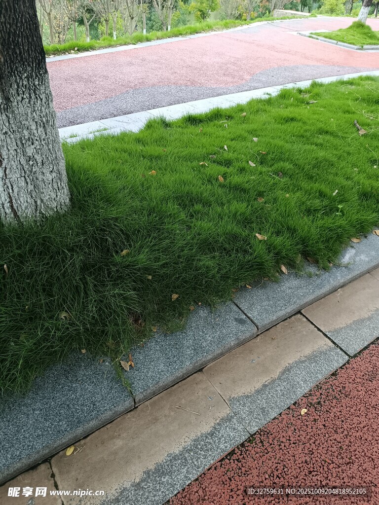树下翠绿草坪景观