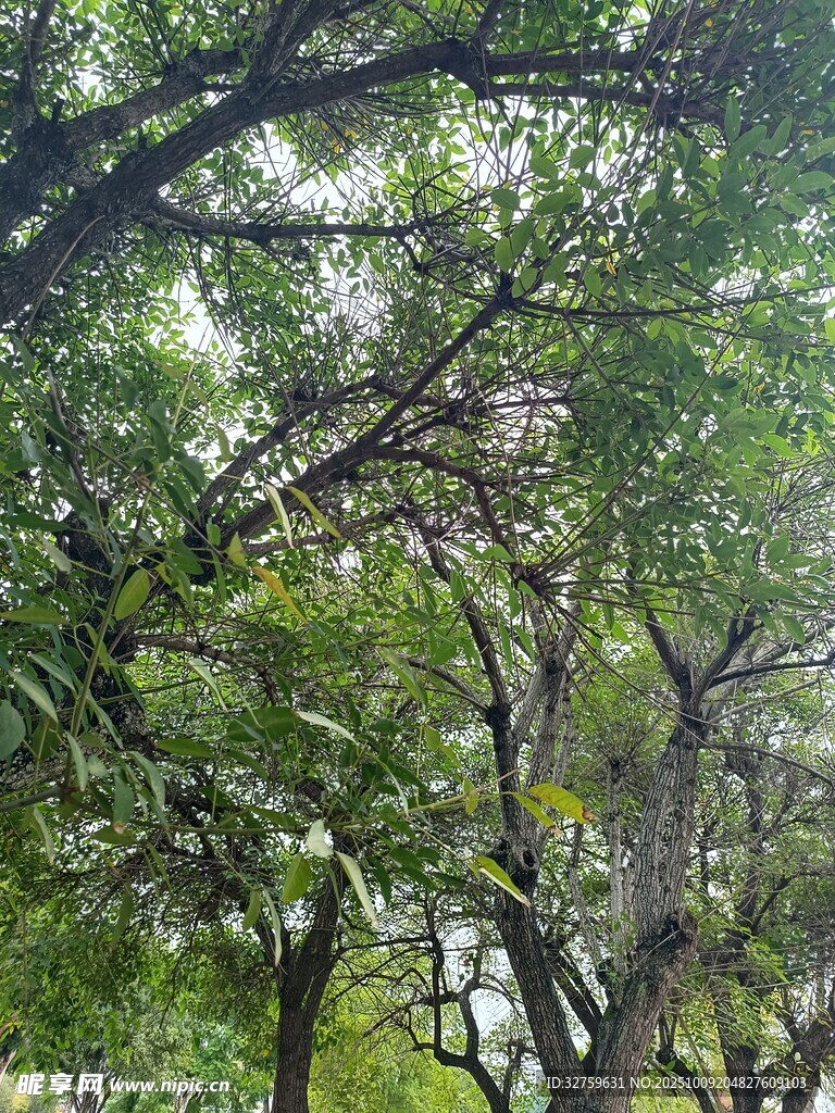 繁茂绿树